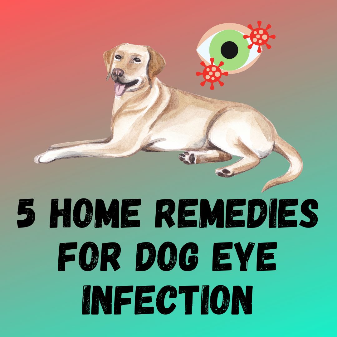 Home Remedies Dog Eye Infection