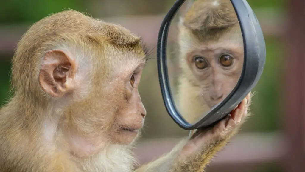 10 Animals That Can Recognize Them In Mirror (With Pictures)