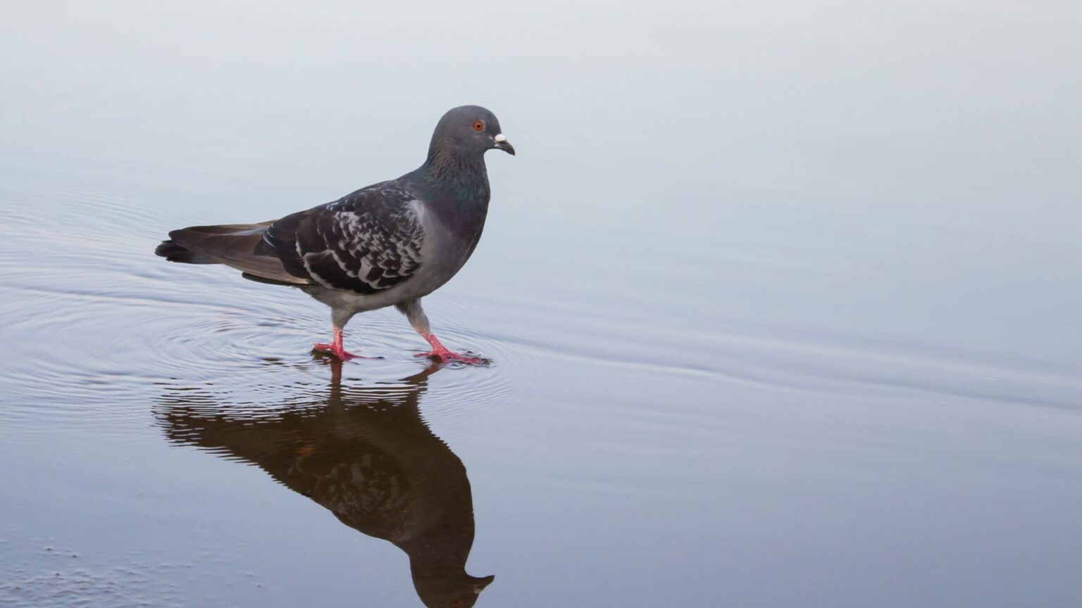 10 Animals That Can Recognize Them In Mirror (With Pictures)