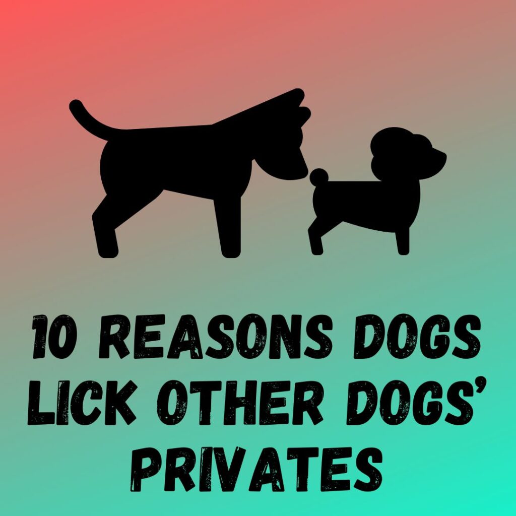 10 Common Reasons Dogs Lick Other Dogs’ Privates