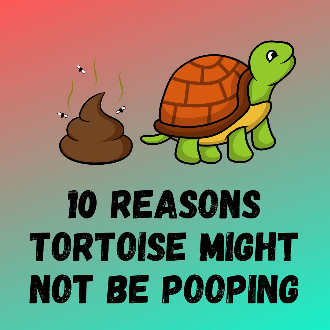 10 Reasons Why Tortoise Not Pooping Or Constipated [Solved]