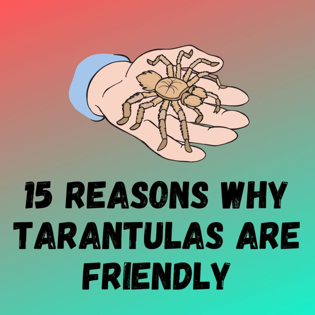 15 Reasons Why Tarantulas Are Friendly