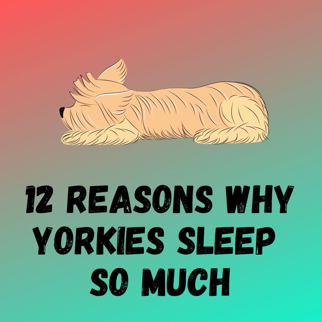 12 Reasons Why Yorkies Sleep So Much