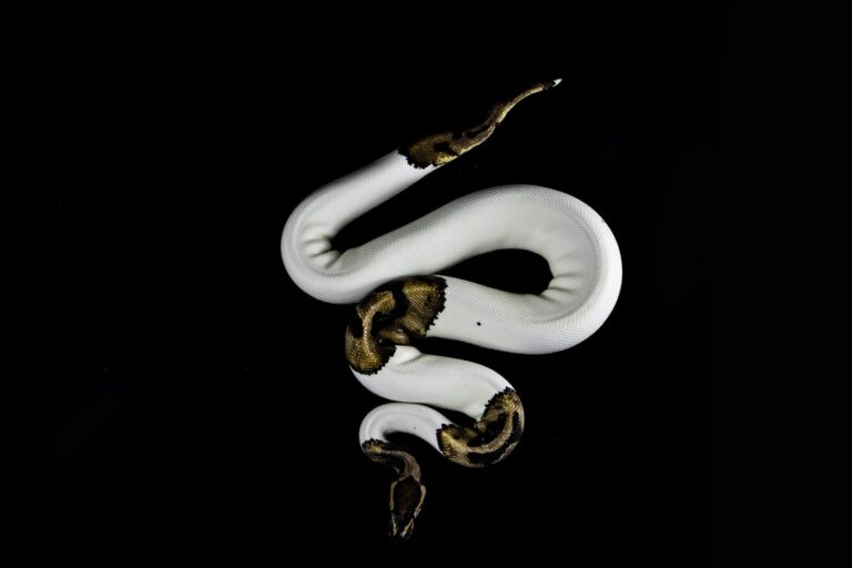 15 Signs Of Dying Ball Python (Causes And Prevention)