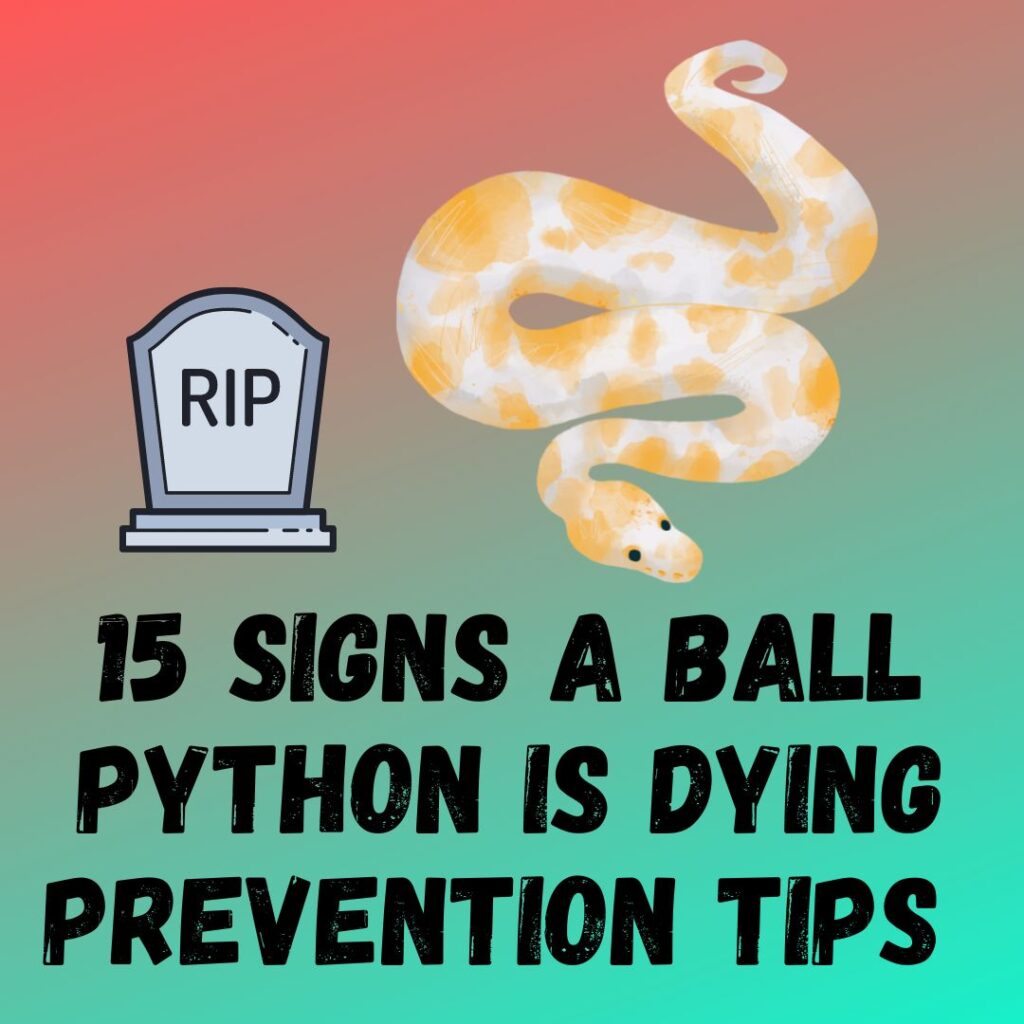 15 Signs A Ball Python Is Dying (Causes and Prevention)