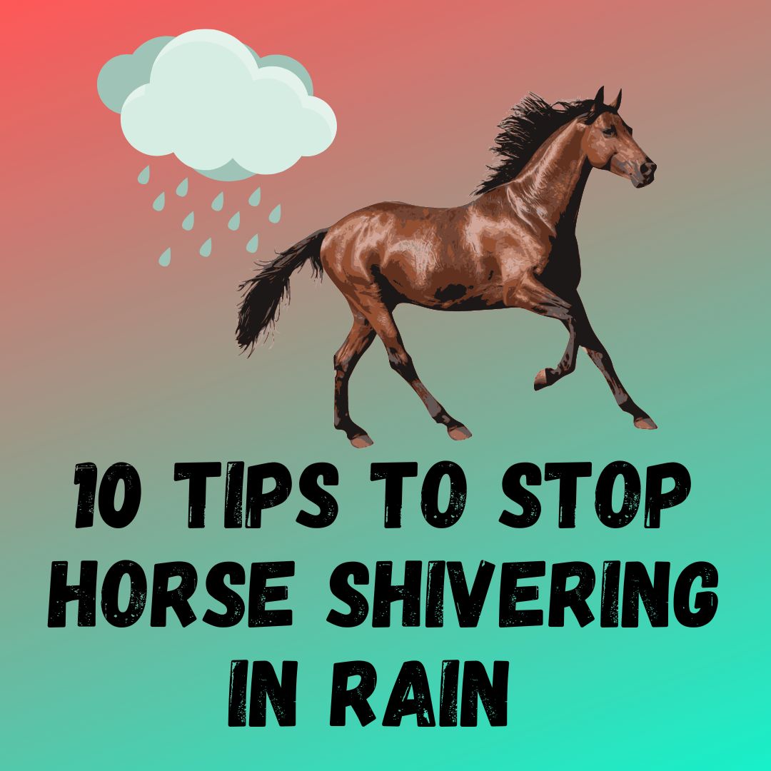 10 Tips To Stop Horses Shivering and Muscle Trembling In Rain