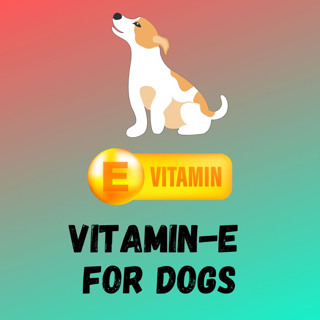 Vitamin E For Dogs: Are Vitamins Good For Dogs?