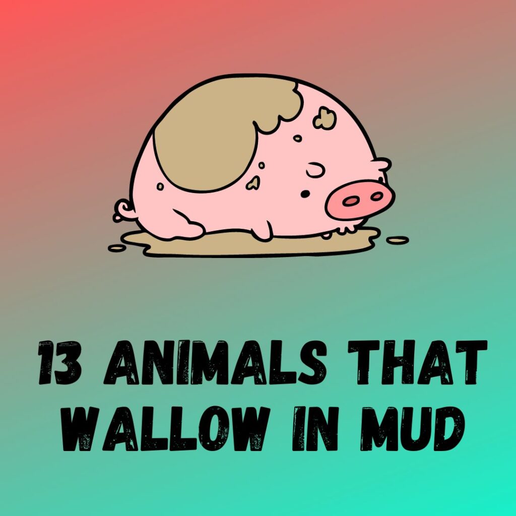 Animals that Wallow in Mud