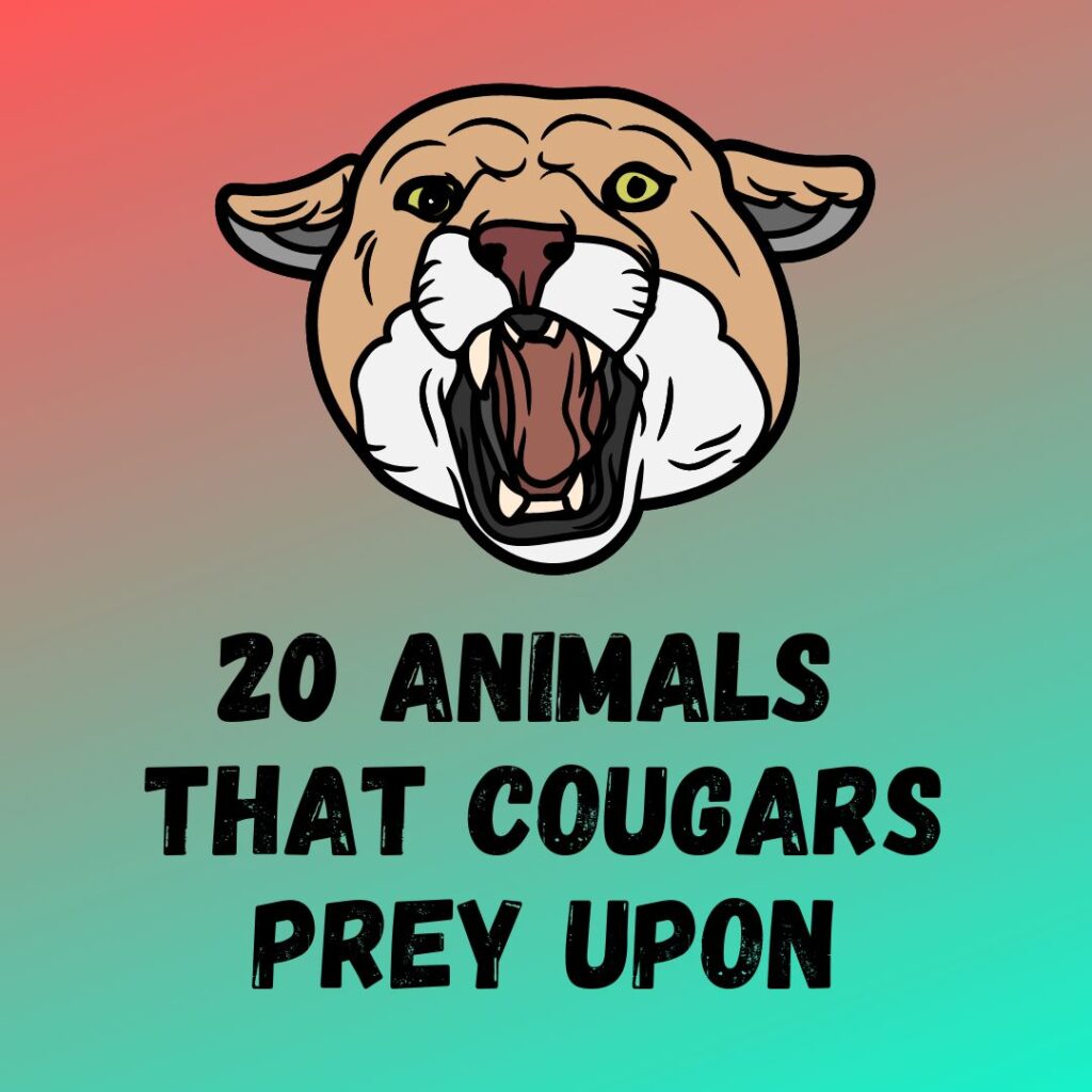 Animals List Cougars Prey Upon