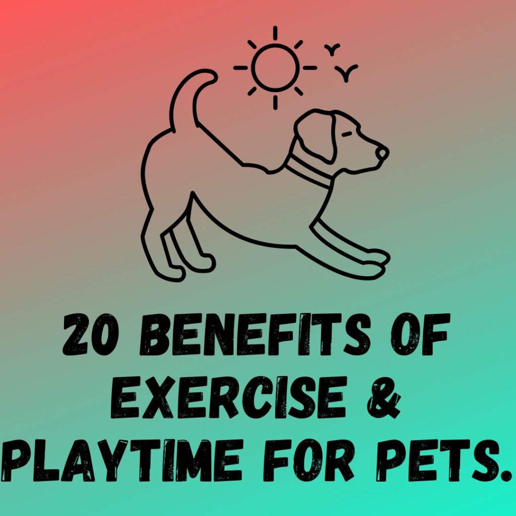 20 Benefits of Exercise and Playtime for Pets