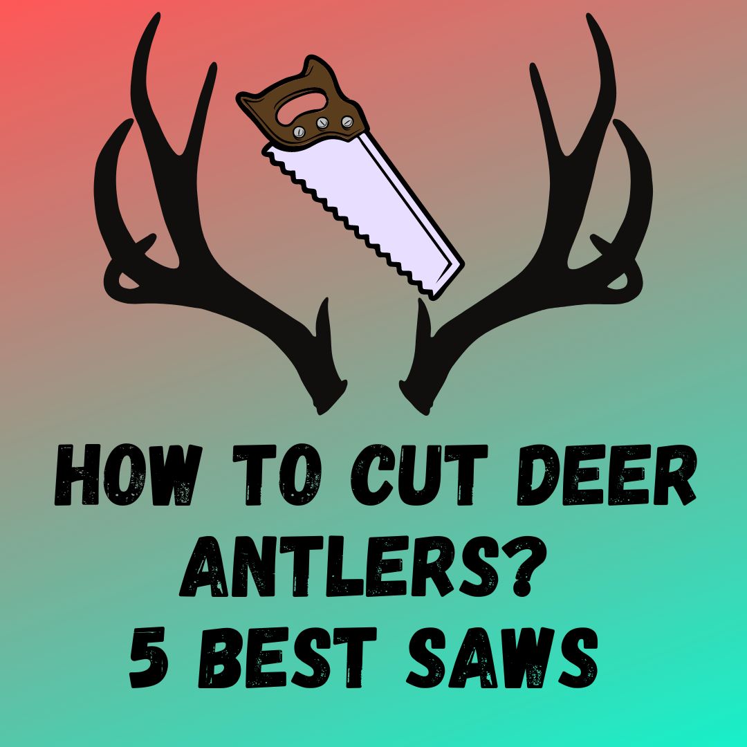 How To Cut Deer Antlers? 5 best Saws for Cutting Antlers