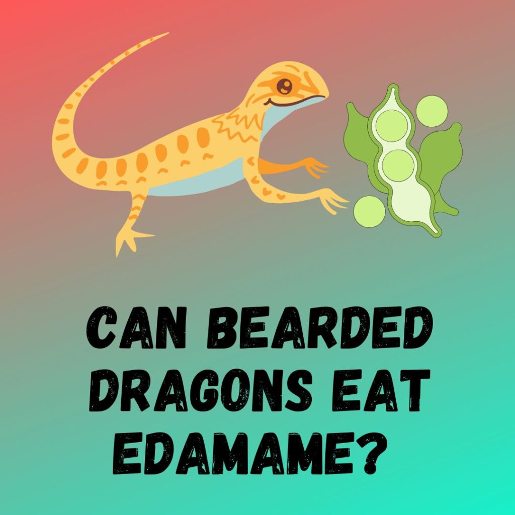Can Bearded Dragons Eat Edamame List of Safe beans