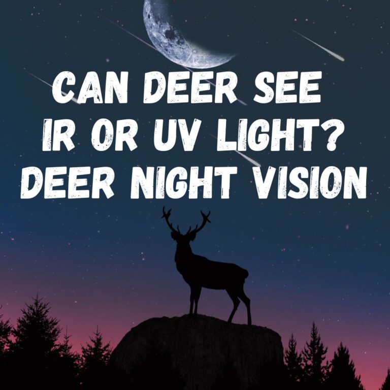 Can Deer See Infrared Light Or Ultraviolet Light? Deer Night Vision