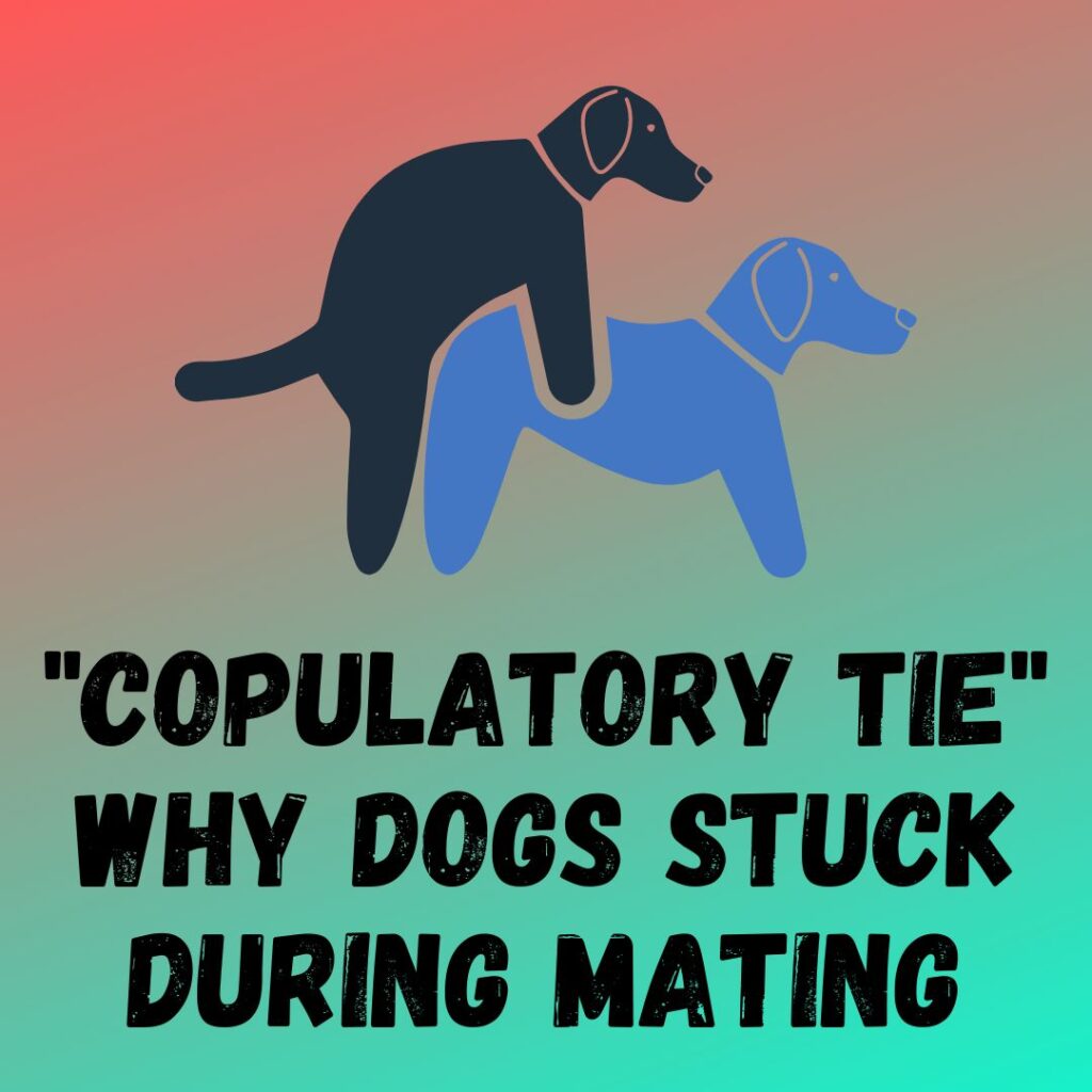 "Copulatory Tie" reasons Why Do Dogs Stick Together After Mating