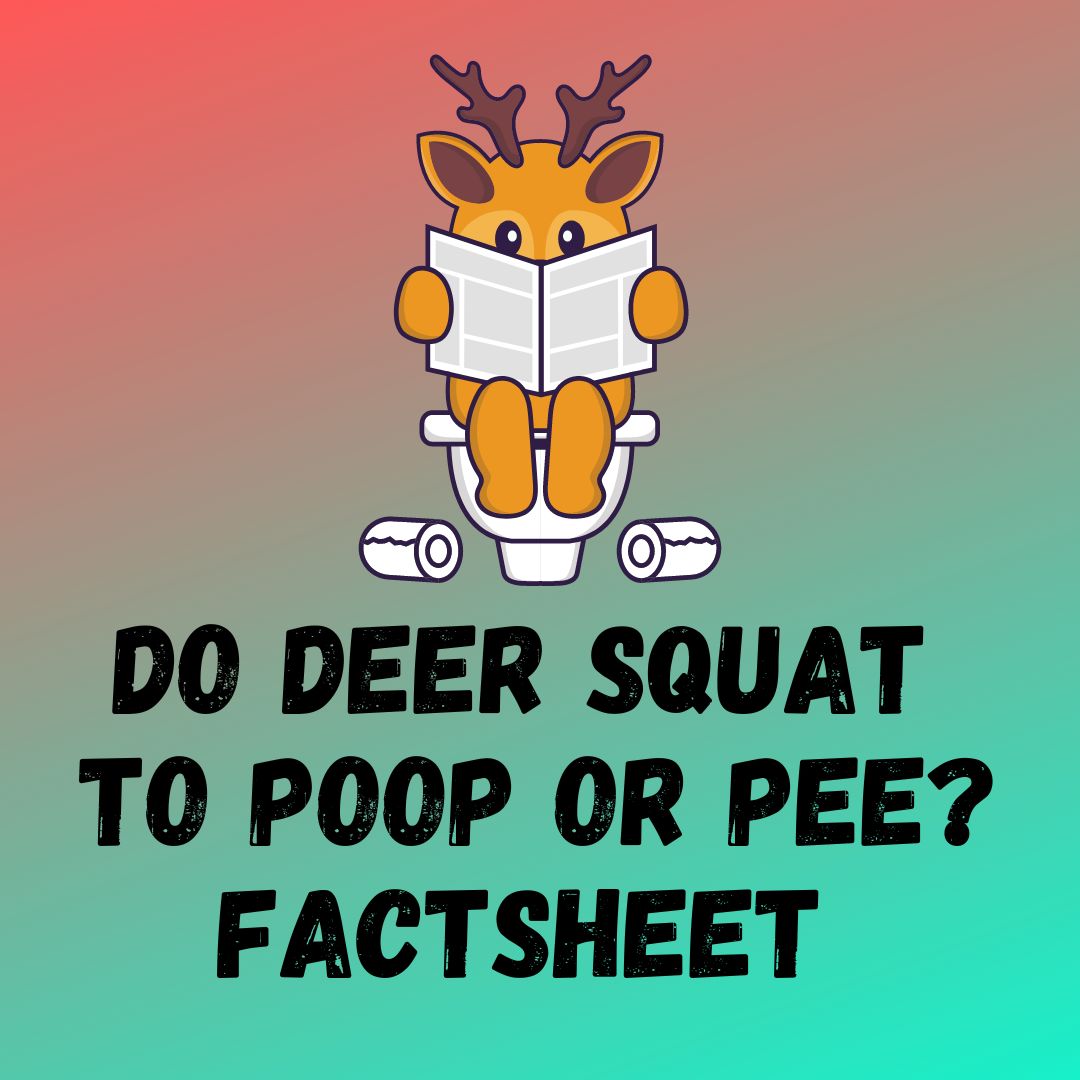 Do Deer Squat To Poop or Pee
