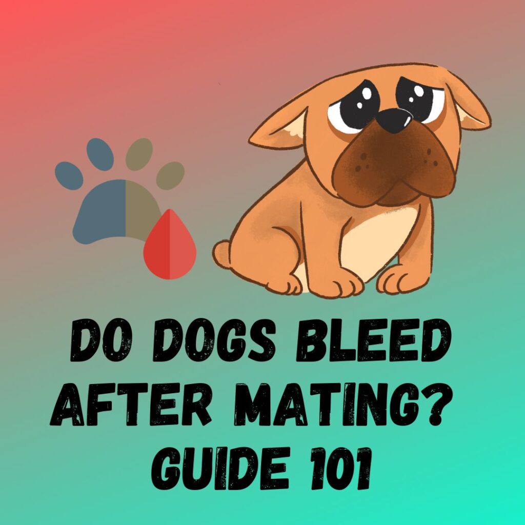 Do Dogs Bleed After Mating Normal or To Worry About