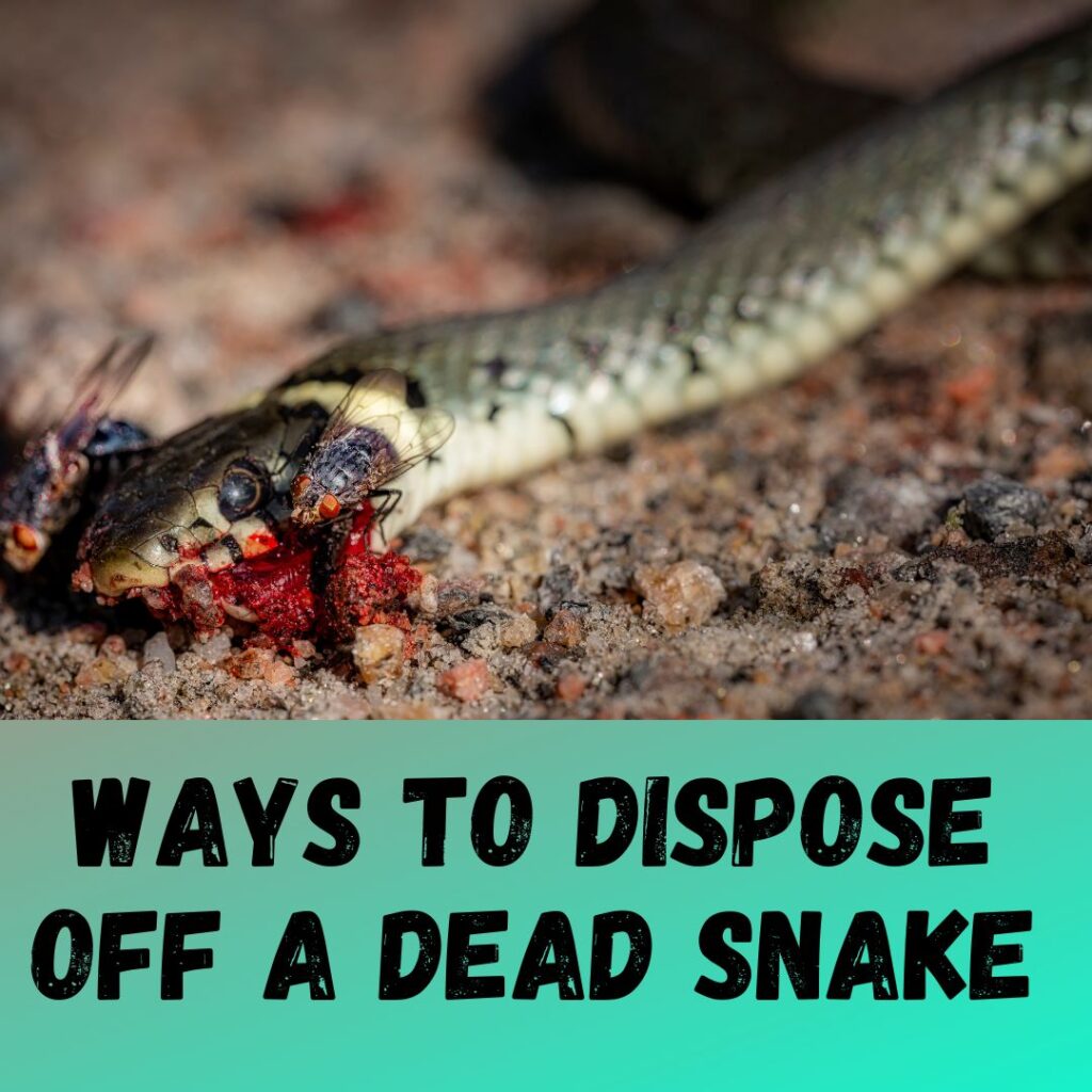 How To Dispose Of A Dead Snake 6 Steps Guide