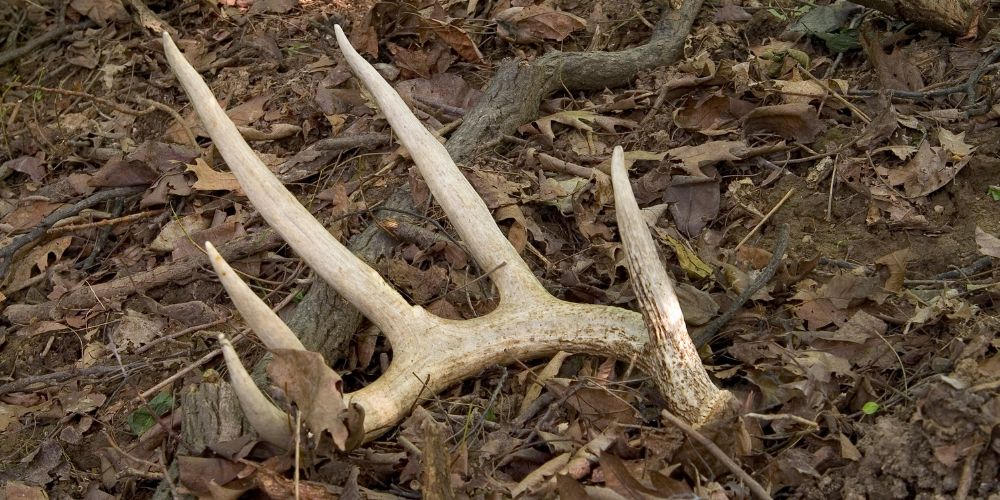 How To Tell If Antlers Are Real Or Fake? 15+Ways Explained