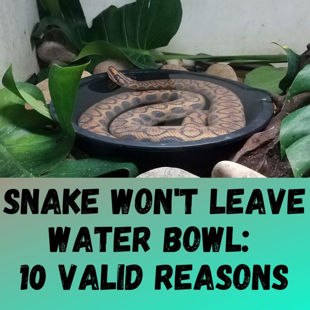 Snake Won't Leave Water Bowl 10 Valid Reasons
