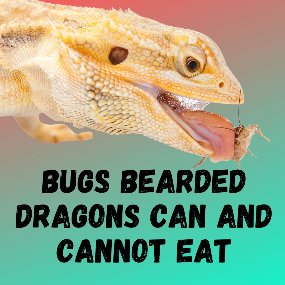 What Bugs Can Bearded Dragons Eat