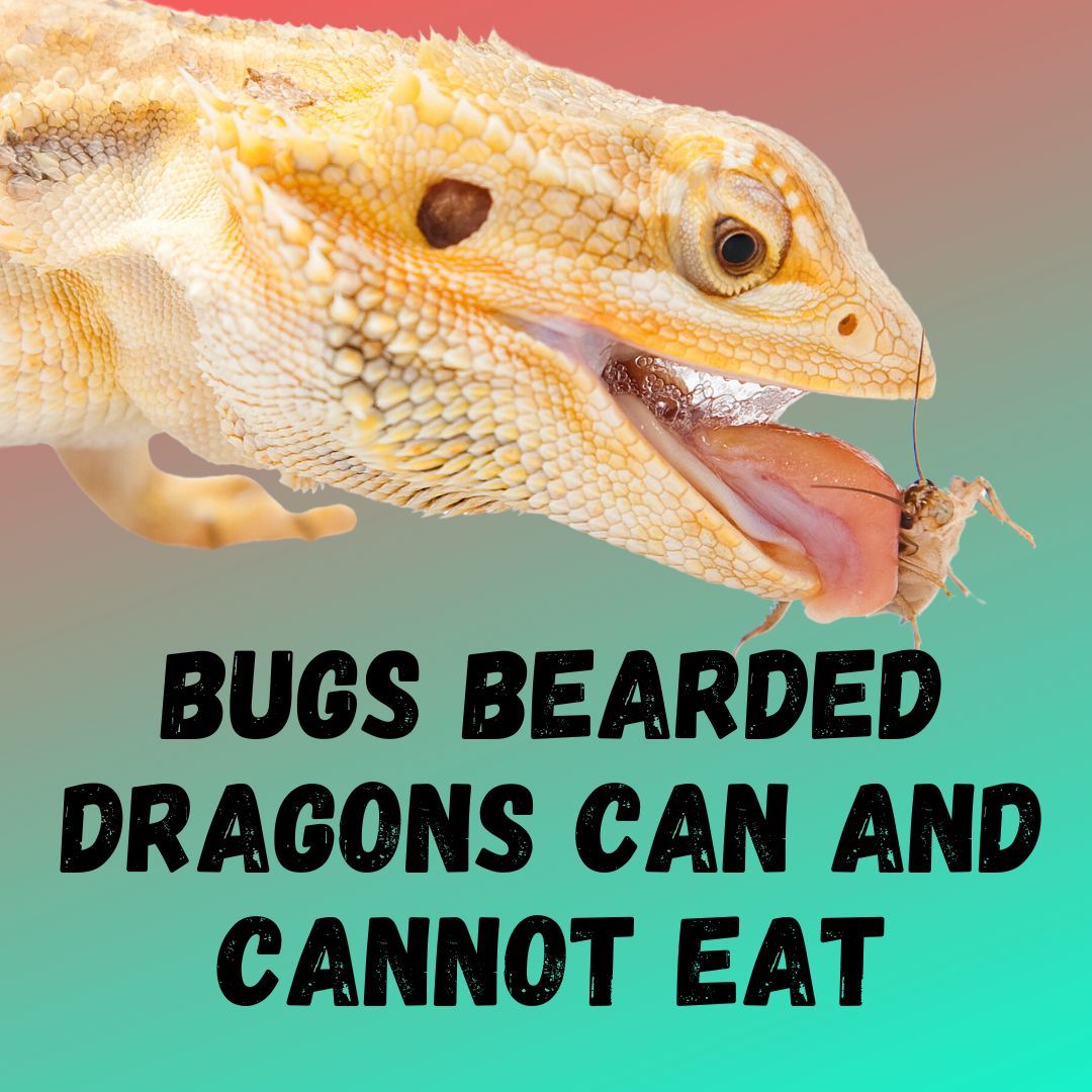 What Bugs Can Bearded Dragons Eat? Which Ones To Avoid