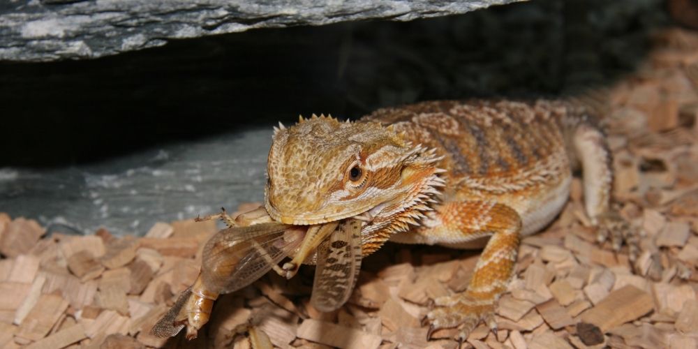 What Bugs Can Bearded Dragons Eat? Which Ones To Avoid