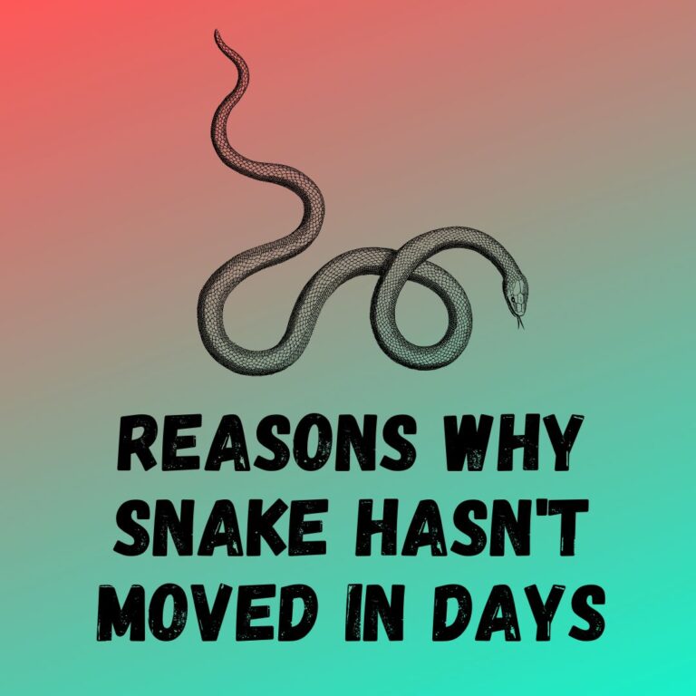 10 Reasons Why Snake Hasn't Moved In Days