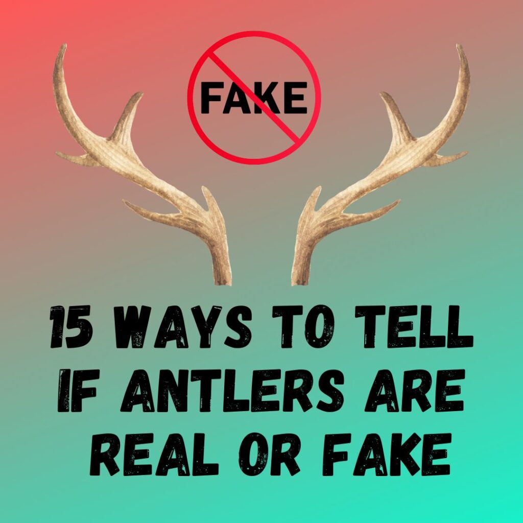 How to Tell deer antlers are fake or real