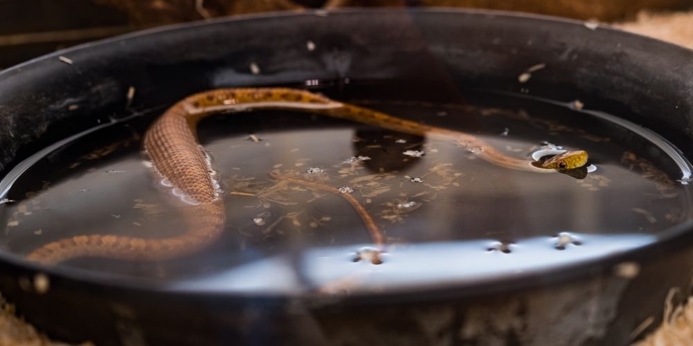 snake in water bowl curling