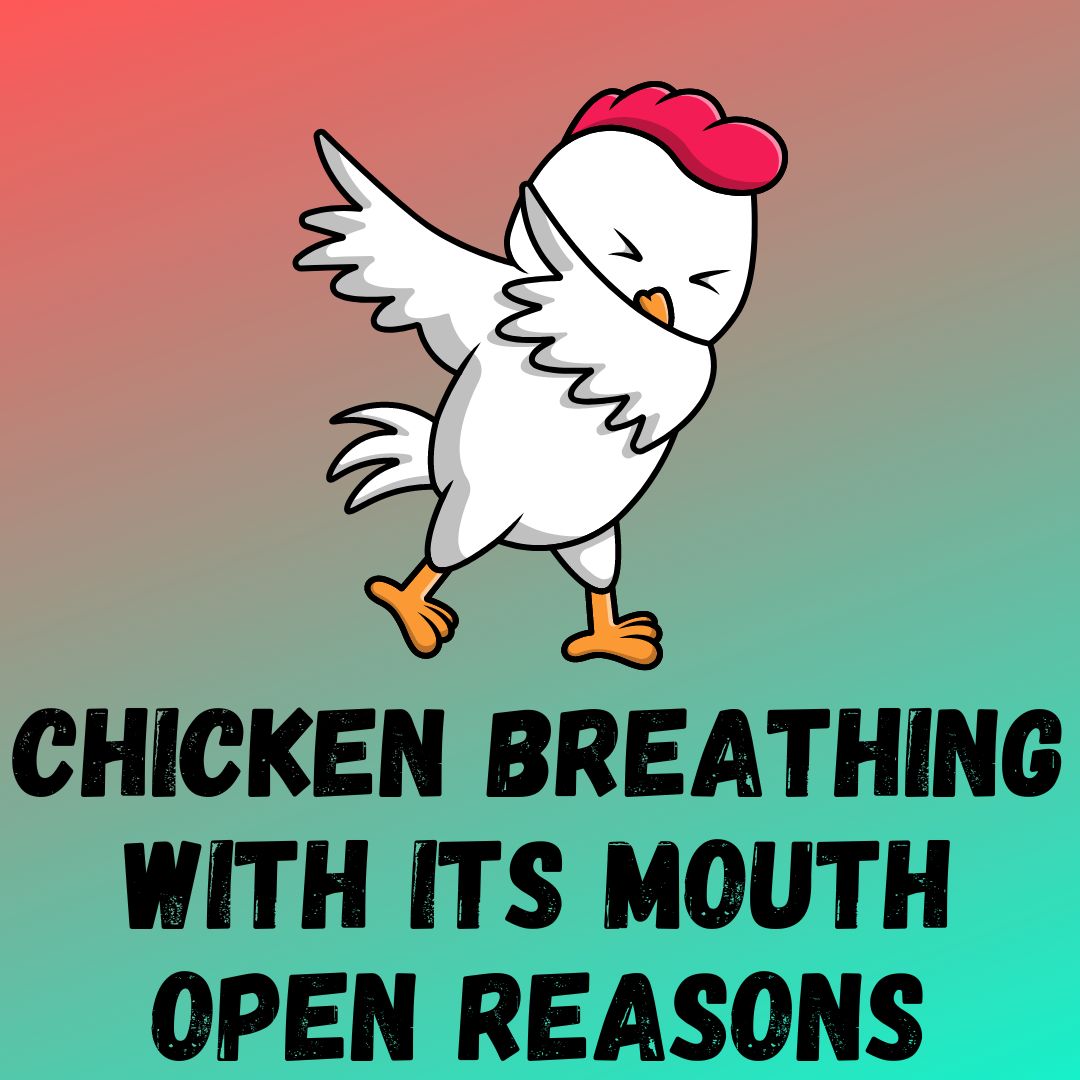 Chicken Breathing with Its Mouth Open