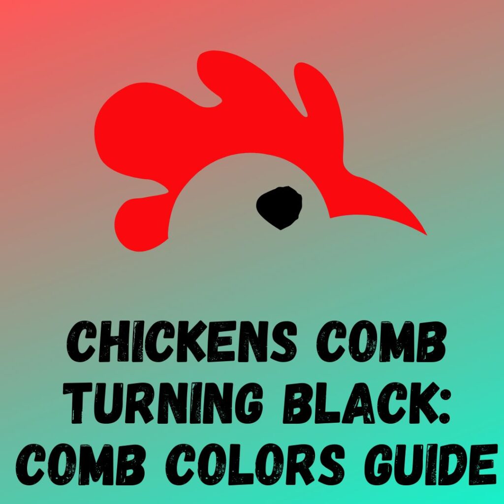 Chickens comb turning black 5 Reasons and Prevention Tips