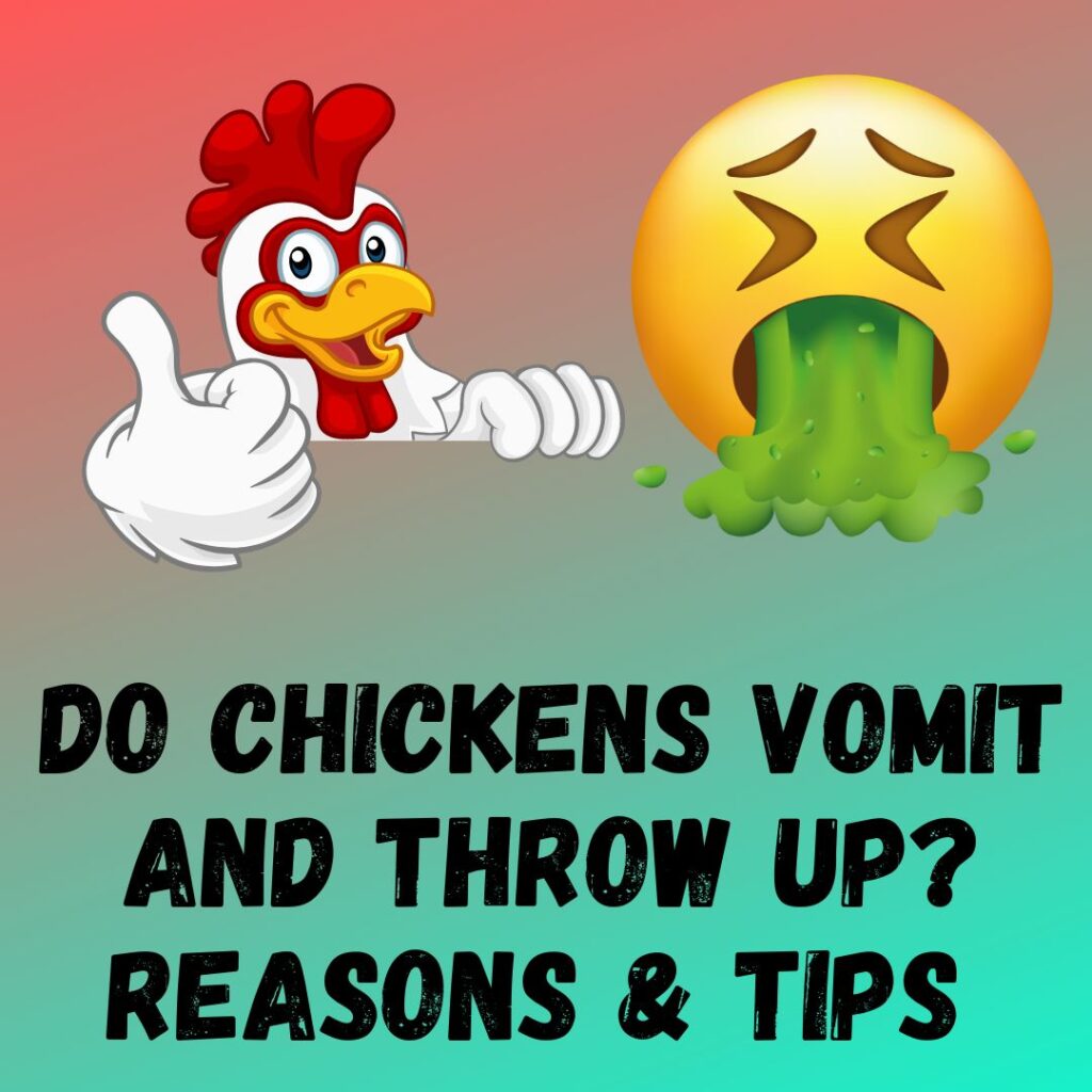 Do Chickens Vomit and Throw Up 7 Reasons Why and 5 Tips