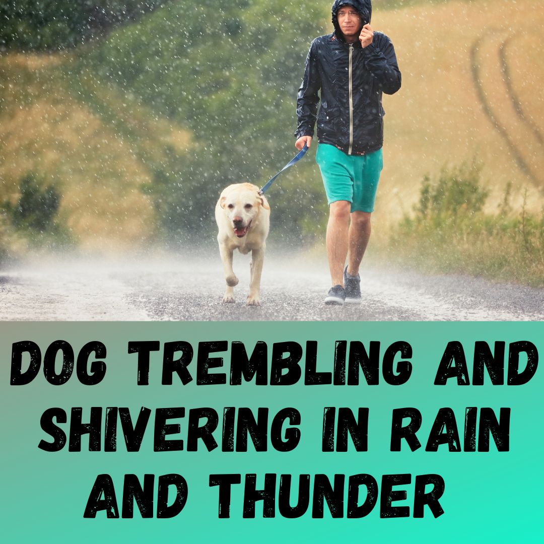 Dog Trembling and Shivering In Rain and Thunder