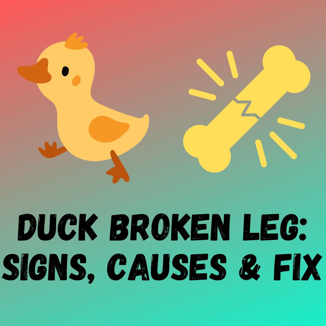Duck Broken Leg Signs, Causes and How to Fix it