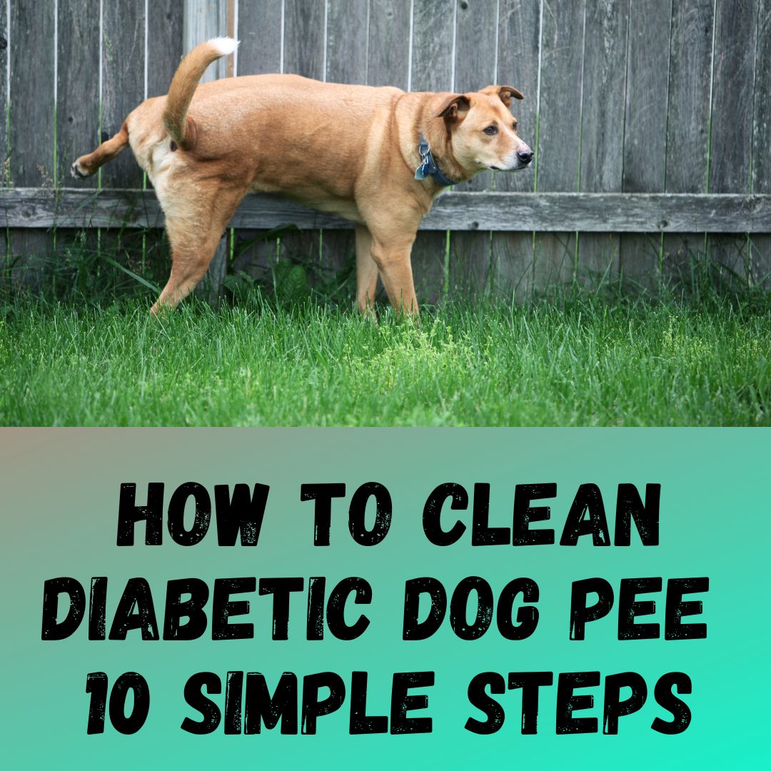 How to Clean Diabetic Dog Pee in 10 Simple Steps