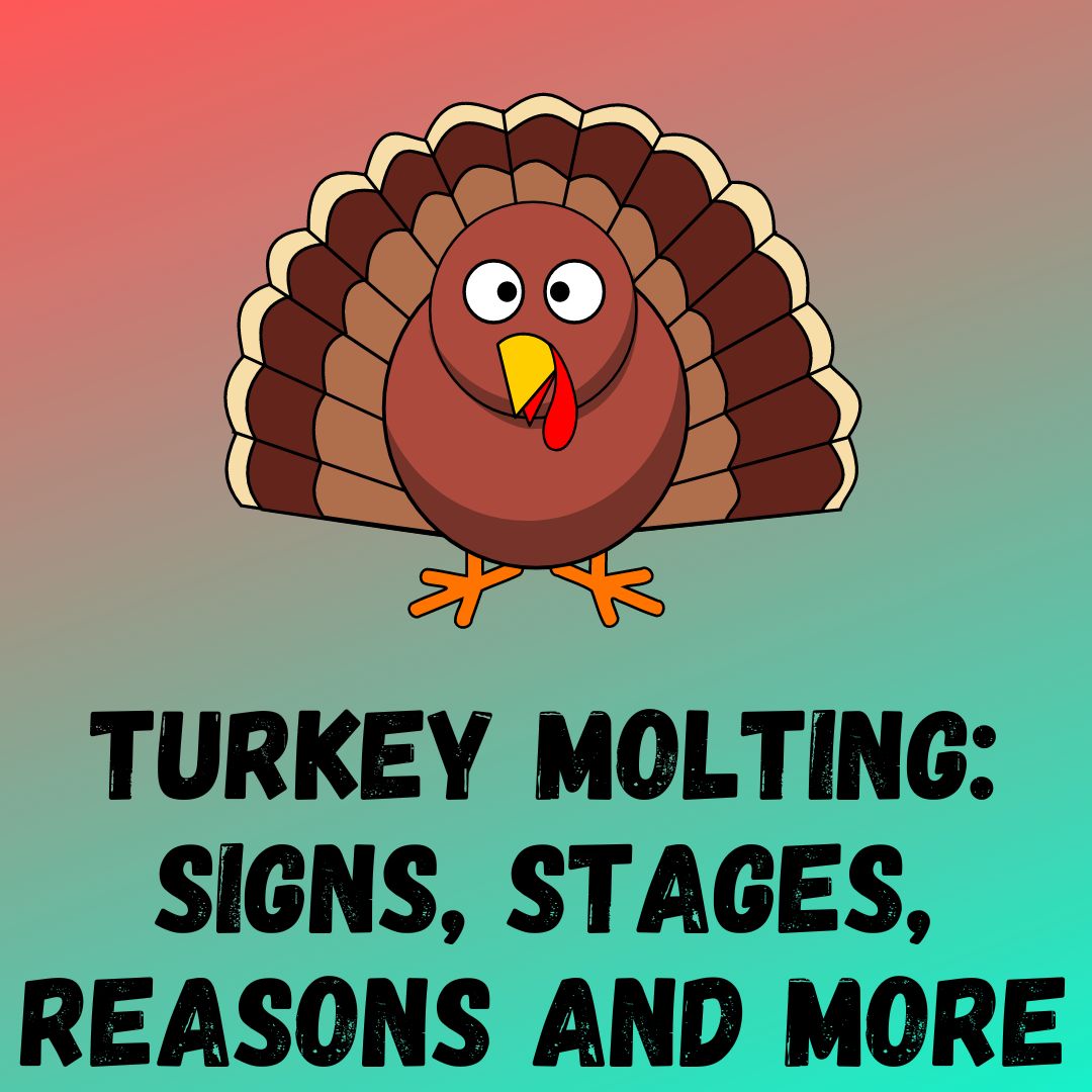 Turkey Molting: Signs, Stages, Reasons and More