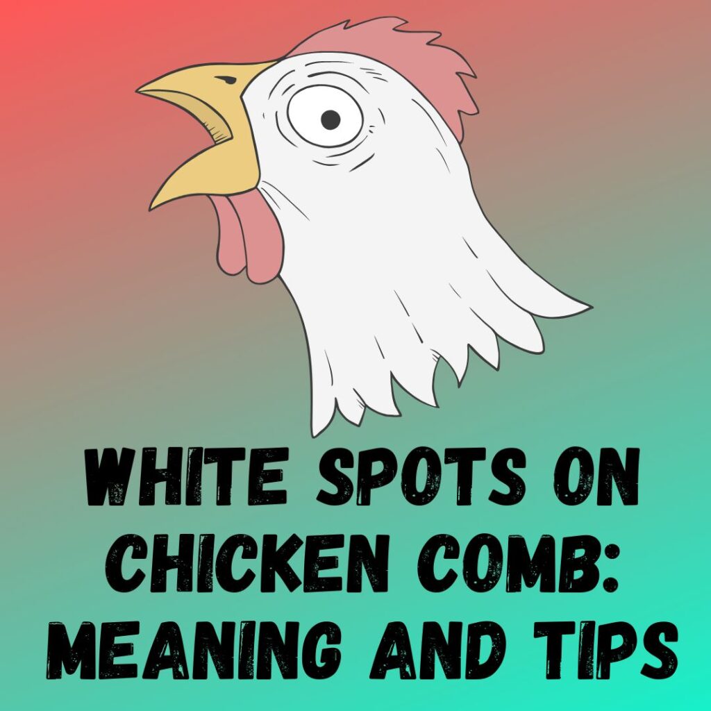 White Spots On Chicken Comb Meaning And Tips