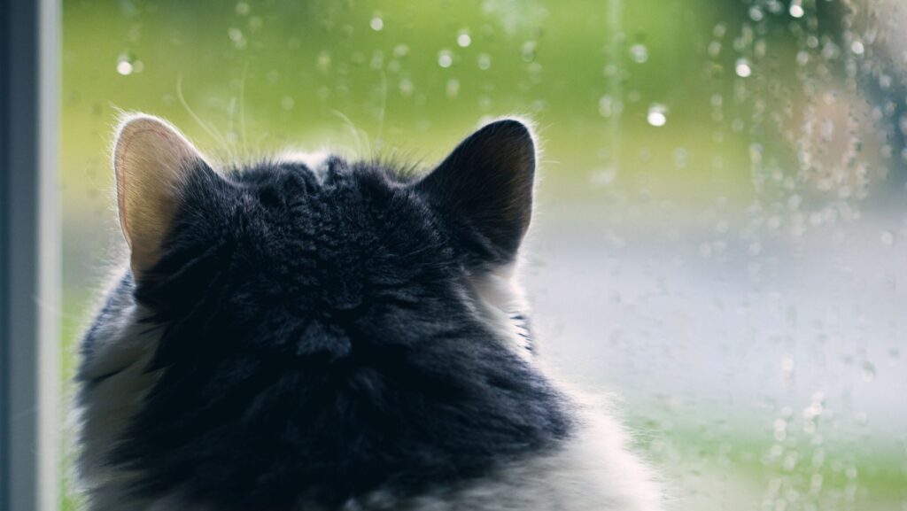Why Are Cats Afraid Of Thunderstorms