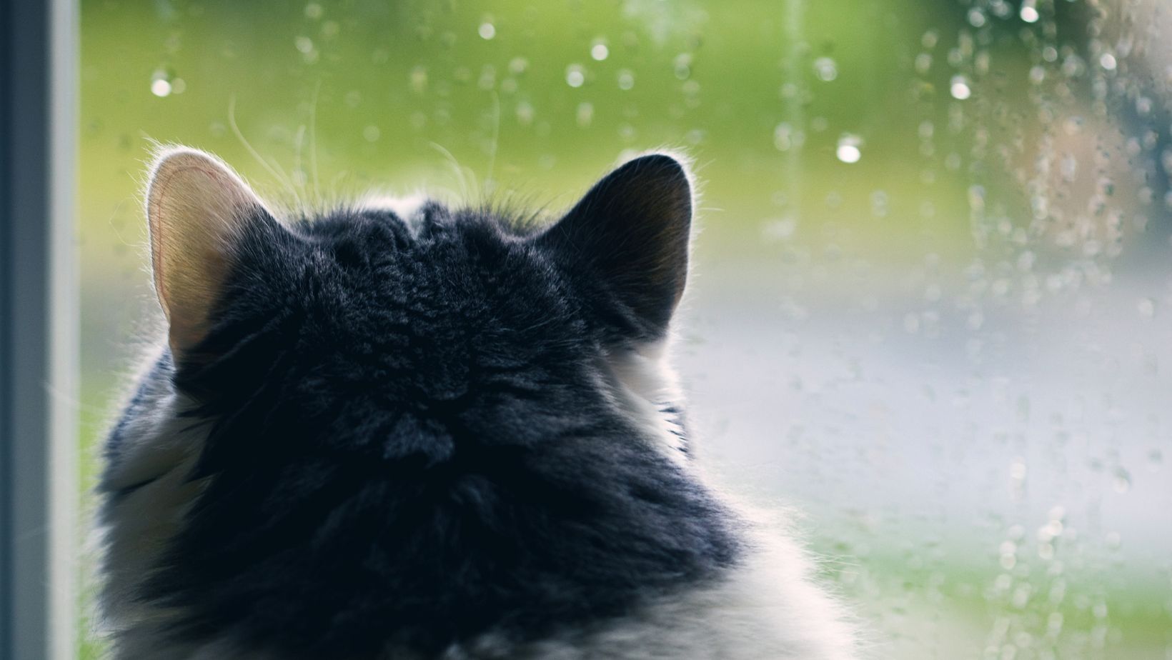 Cat Trembling And Shivering In Rain And Storm [6 Reasons And Tips]