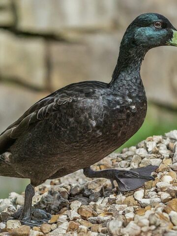 Wobbly Duck Losing Balance and Falling Over