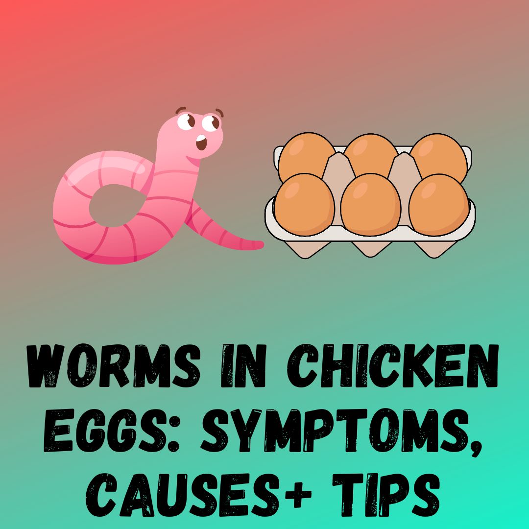 Worms in Chicken Eggs: Symptoms, Causes+ Prevention Tips