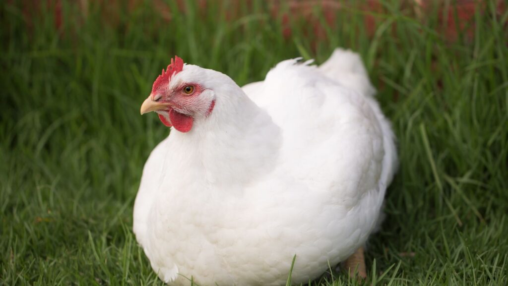 Do Chickens Vomit and Throw Up? 7 Reasons and 5 Tips