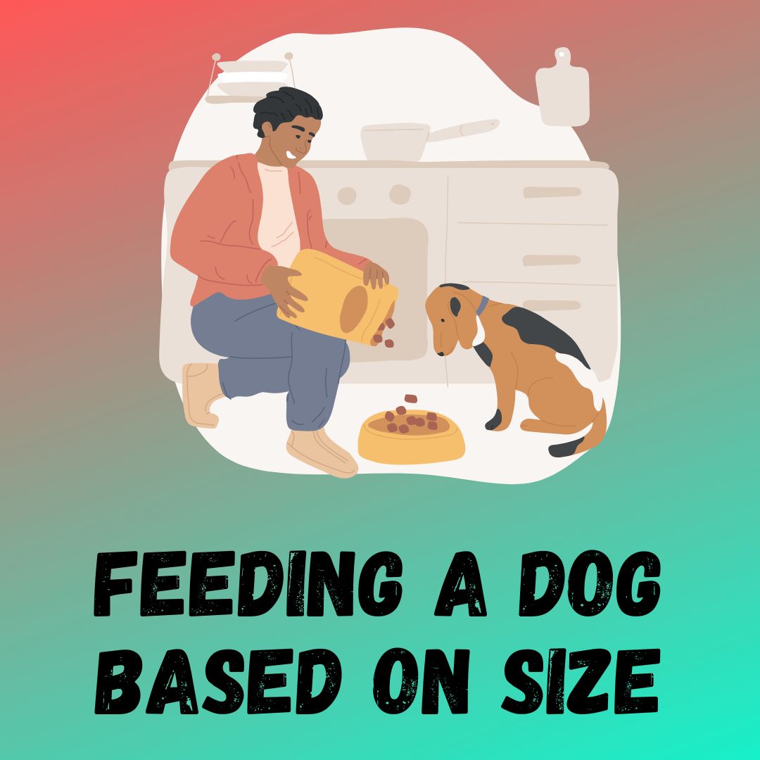 Feeding a Dog Based on Size - Things You Should Know