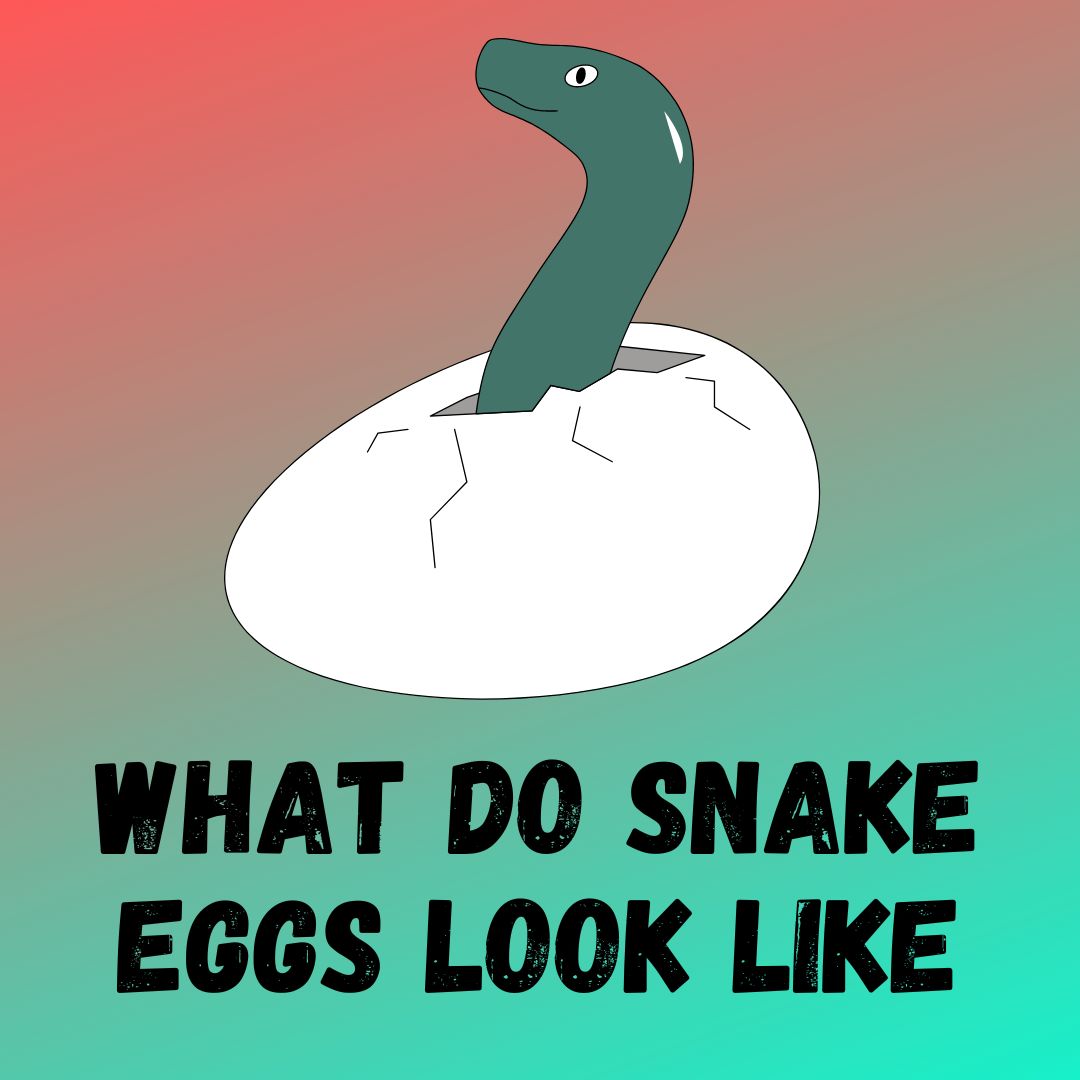 What Do Snake Eggs Look Like