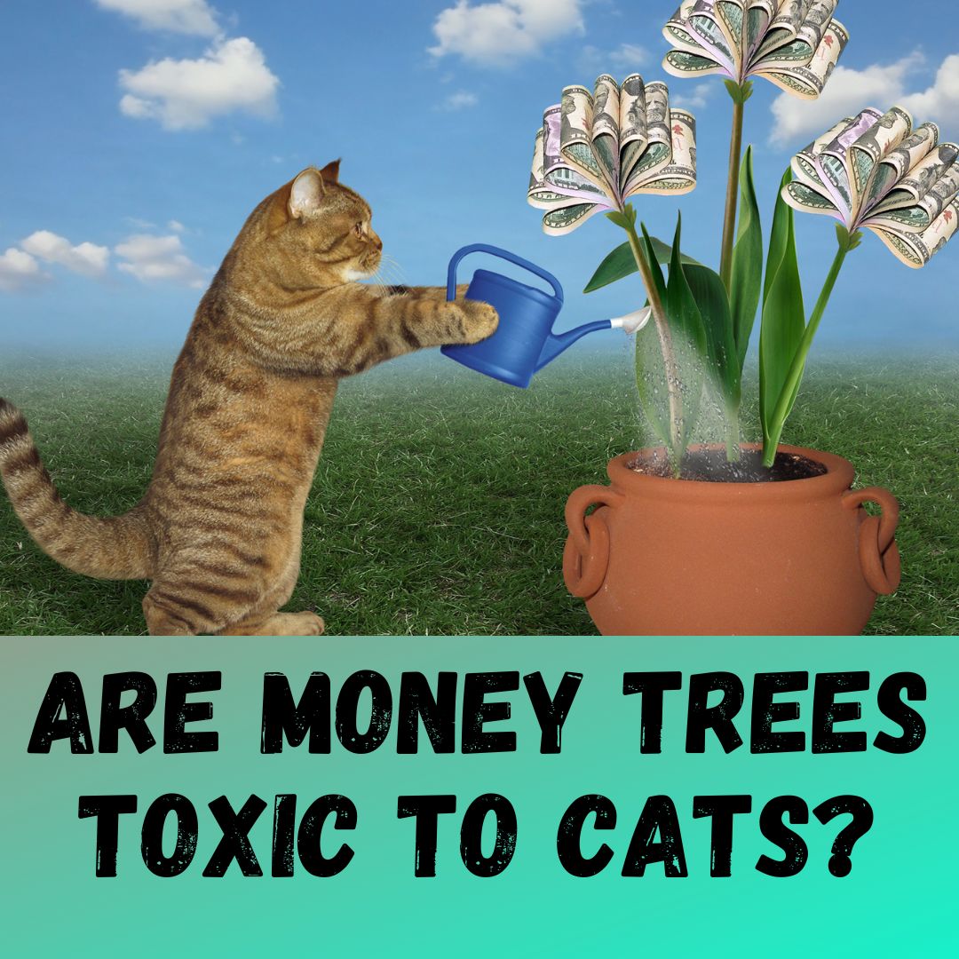 Are Money Trees Toxic to Cats? Pachira Aquatica Toxicity