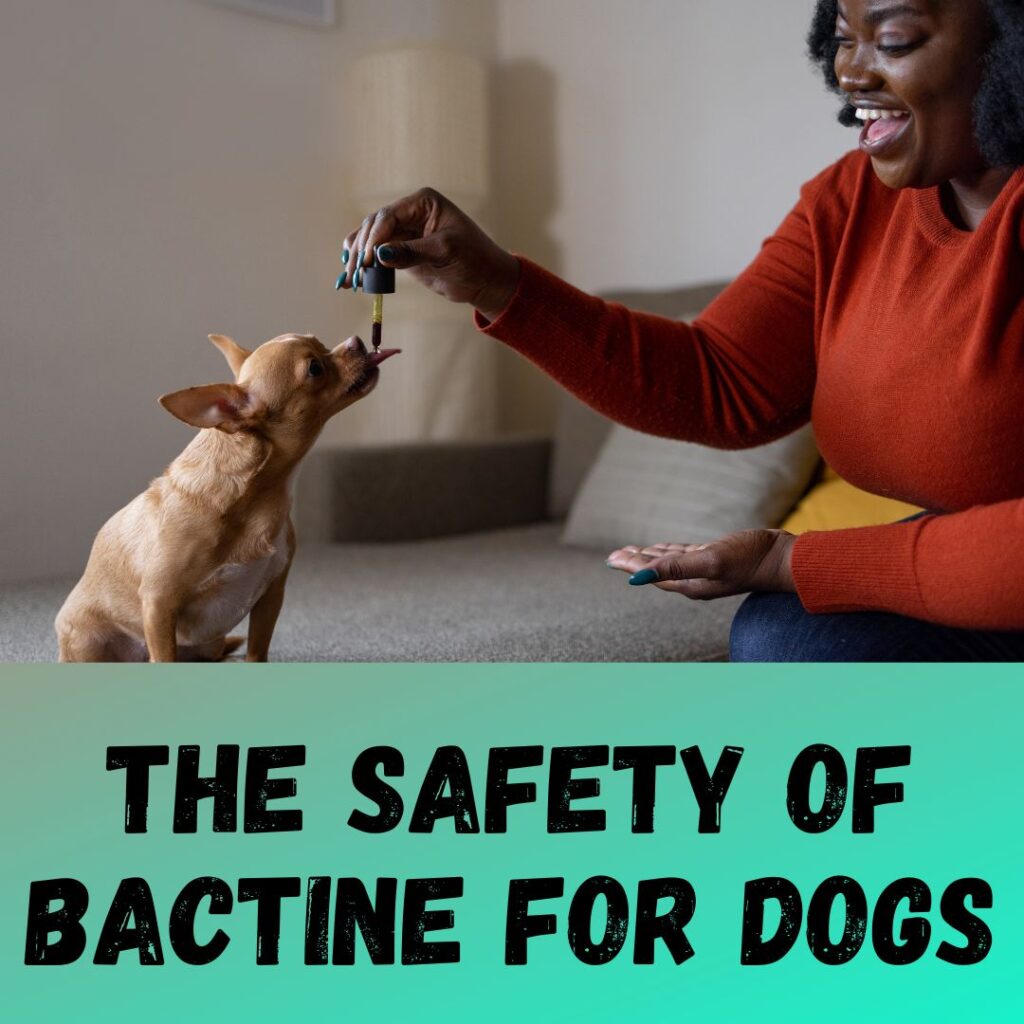 Bactine for Dogs