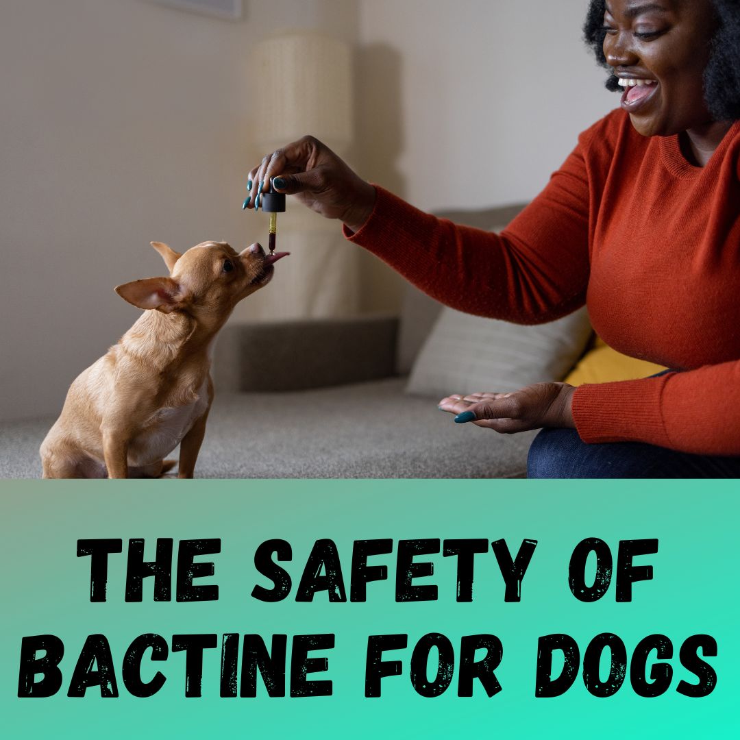 Bactine and Canine Care: Understanding the Safety of Bactine for Dogs