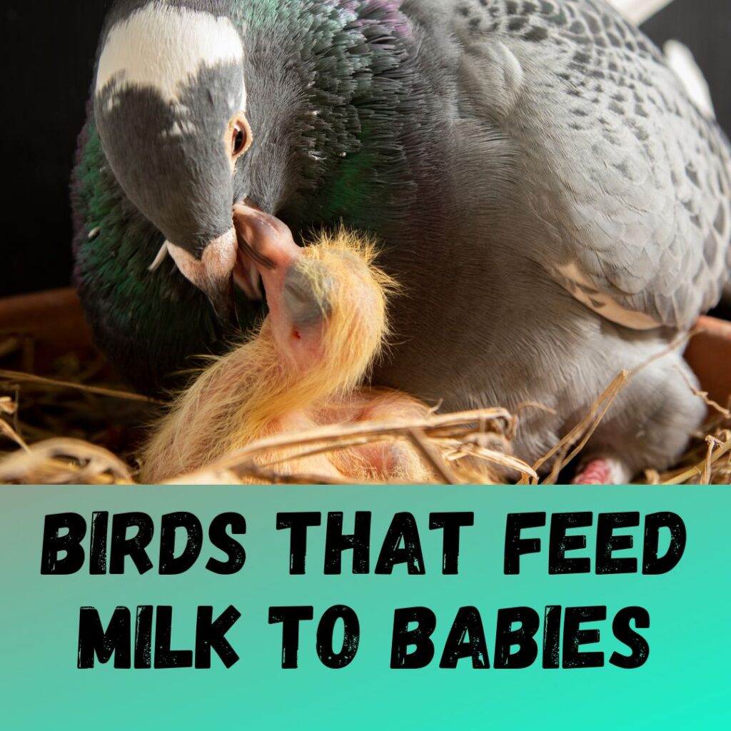 Birds that Feed Milk to Their Babies