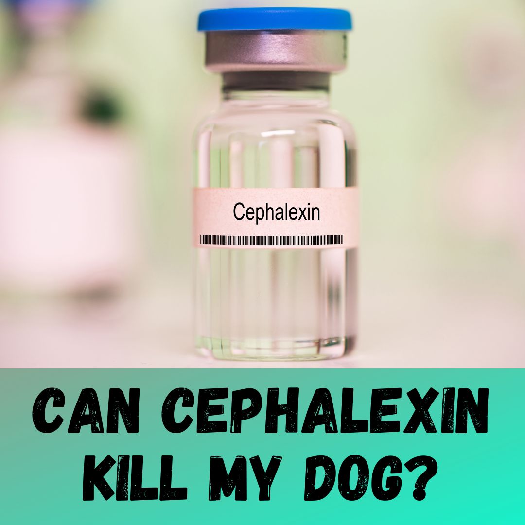 Cephalexin Killed My Dog: Vet Suggested Dosage and Side Effects