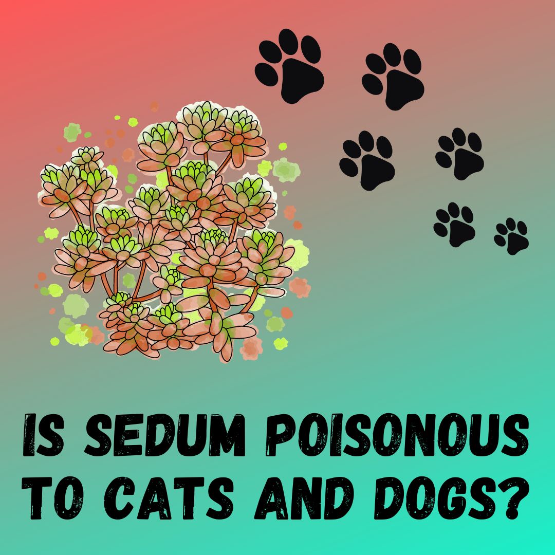 Is Dragons Blood Sedum Poisonous To Cats and Dogs?